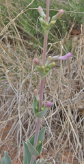 Penstemon fendleri