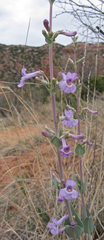 Penstemon fendleri