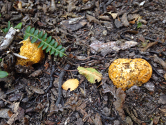Gastroboletus