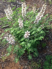Lupinus palaestinus