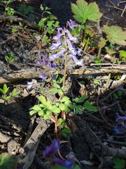 Corydalis ambigua