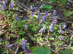 Corydalis ambigua