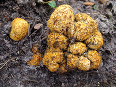 Gastroboletus