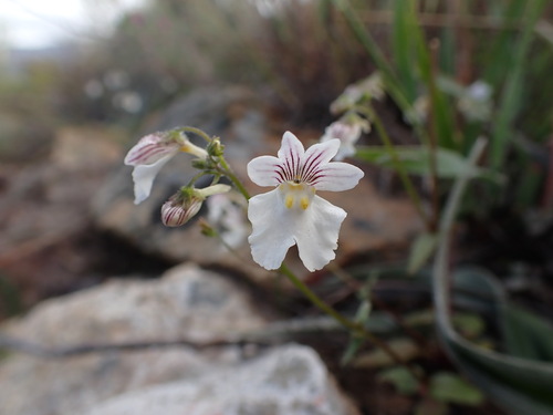 Image of Nemesia bicornis by (c) Ren Hoekstra, some rights reserved (CC BY)