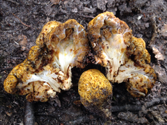 Gastroboletus