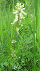 Astragalus uliginosus