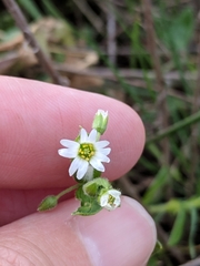 Cerastium brachypodum