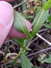 Cerastium brachypodum