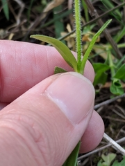 Cerastium brachypodum