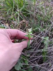 Cerastium brachypodum