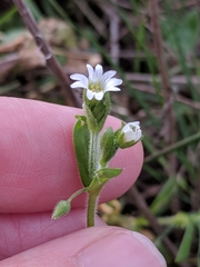 Cerastium brachypodum
