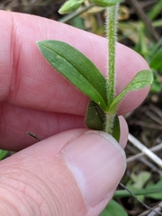 Cerastium brachypodum