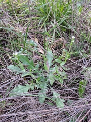 Cerastium brachypodum