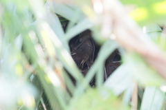 Cynopterus sphinx