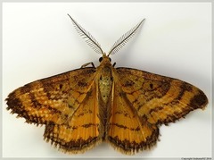 Asaphodes abrogata