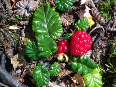 Rubus geoides