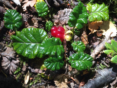 Rubus geoides