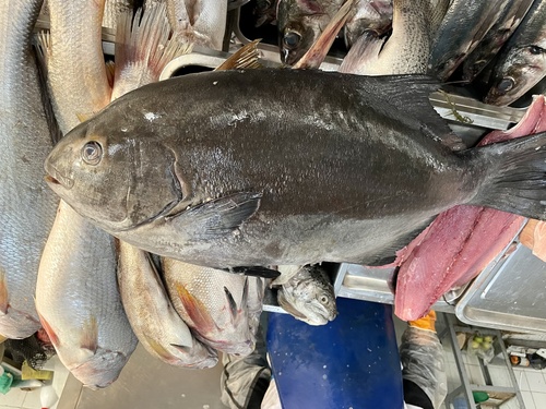 Ancieta sea chub (Medialuna ancietae) — Kyphosidae — 2