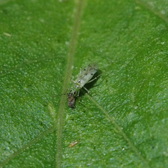 Nesidiocoris tenuis