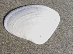 Tivela