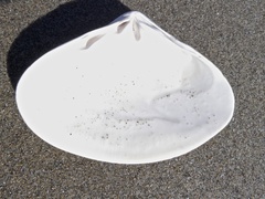 Tivela