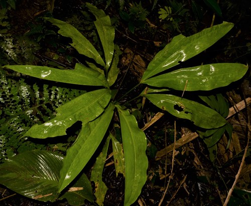 Cyclanthus bipartitus
