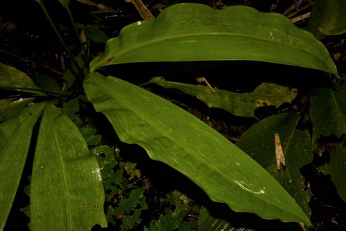 Cyclanthus bipartitus