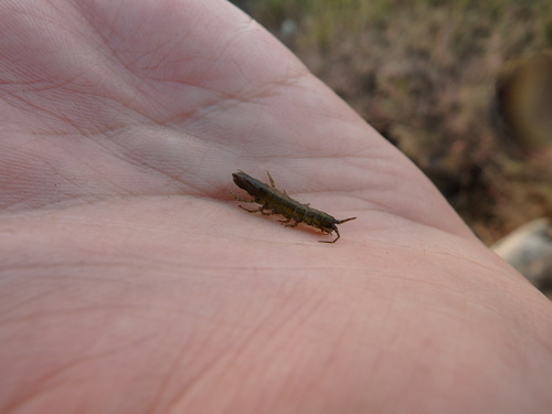 Idotea chelipes