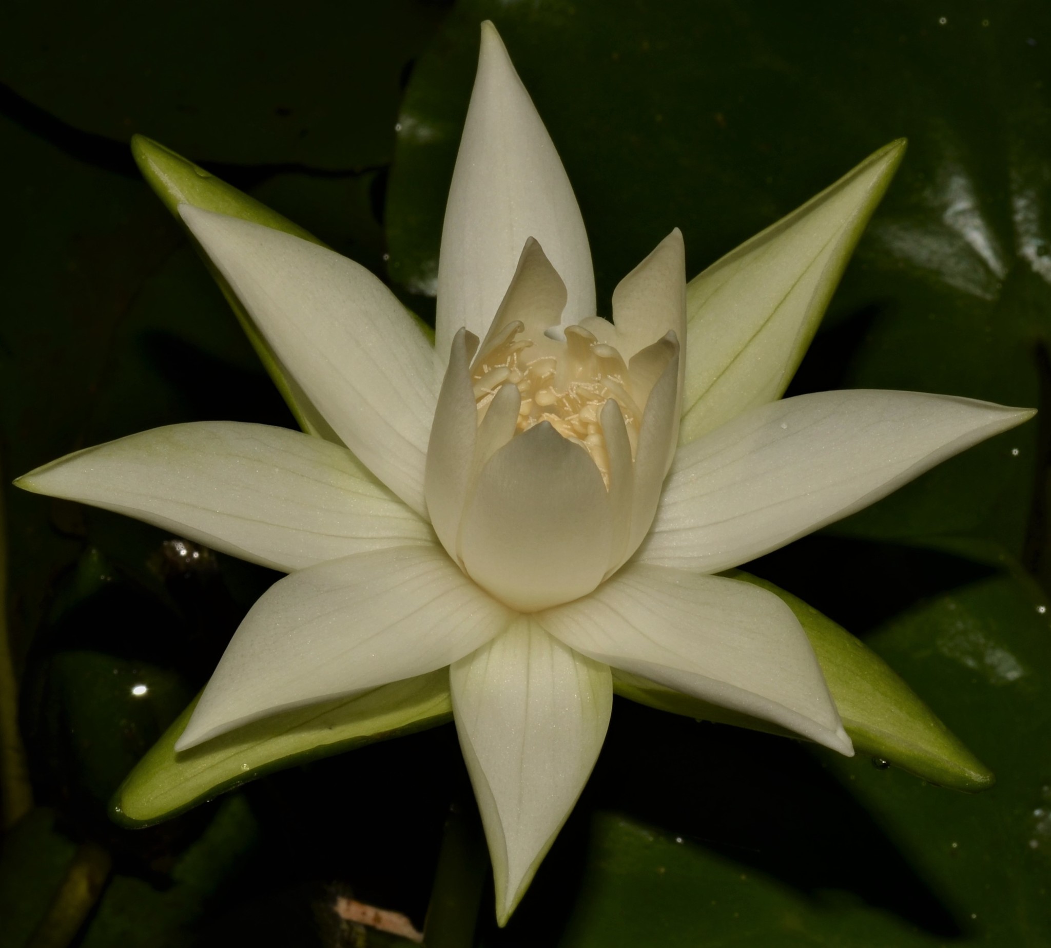 Nymphaea glandulifera