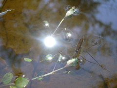 Limnoporus rufoscutellatus