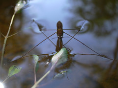 Limnoporus rufoscutellatus