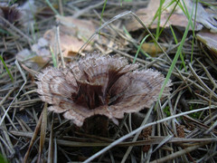 Thelephora caryophyllea