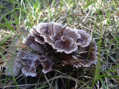 Thelephora caryophyllea