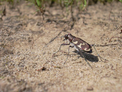 Cicindela hybrida hybrida