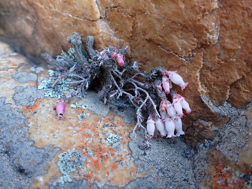 Image of Rocklover Heath (Erica lithophila) by (c) Ren Hoekstra, some rights reserved (CC BY)