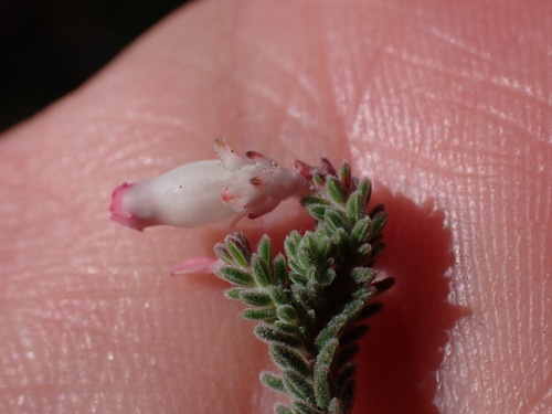 Image of Erica lithophila by (c) Ren Hoekstra, some rights reserved (CC BY)
