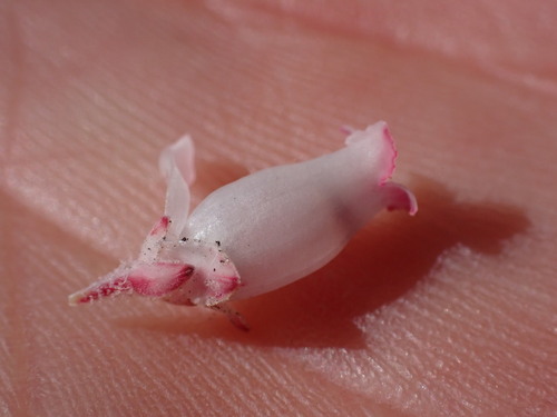 Image of Rocklover Heath (Erica lithophila) by (c) Ren Hoekstra, some rights reserved (CC BY)