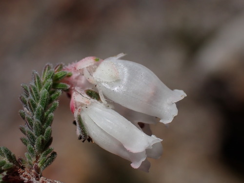 Image of Erica lithophila by (c) Ren Hoekstra, some rights reserved (CC BY)