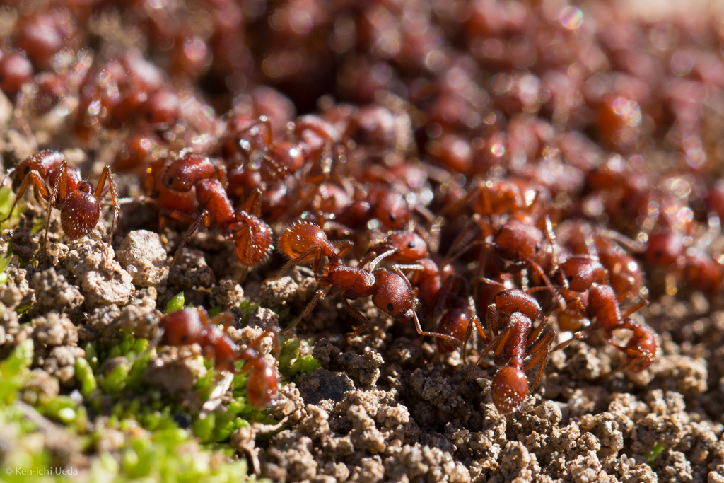 western harvester ant
