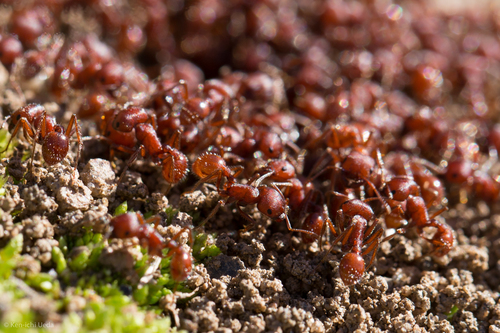 Western Harvester Ant