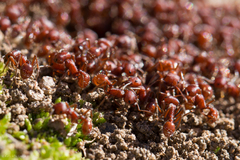 Pogonomyrmex subdentatus