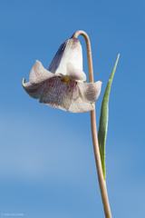 Fritillaria striata