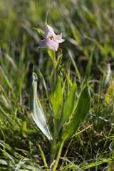 Fritillaria striata