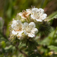 Phacelia