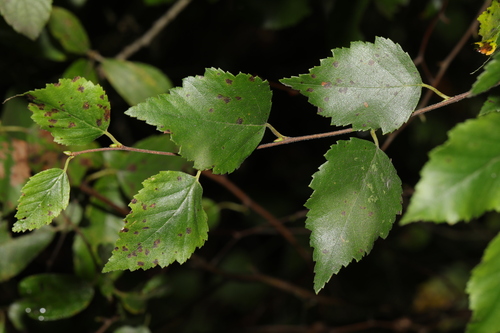 Betula × aurata, photograph 4