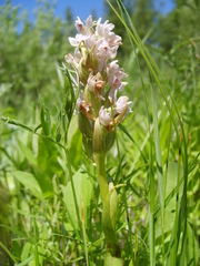Dactylorhiza incarnata