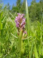 Dactylorhiza incarnata