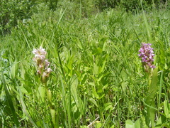 Dactylorhiza incarnata