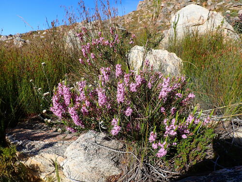 Image of Agathosma pungens by (c) Ren Hoekstra, some rights reserved (CC BY)