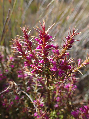 Image of Muraltia juniperifolia by (c) Ren Hoekstra, some rights reserved (CC BY)